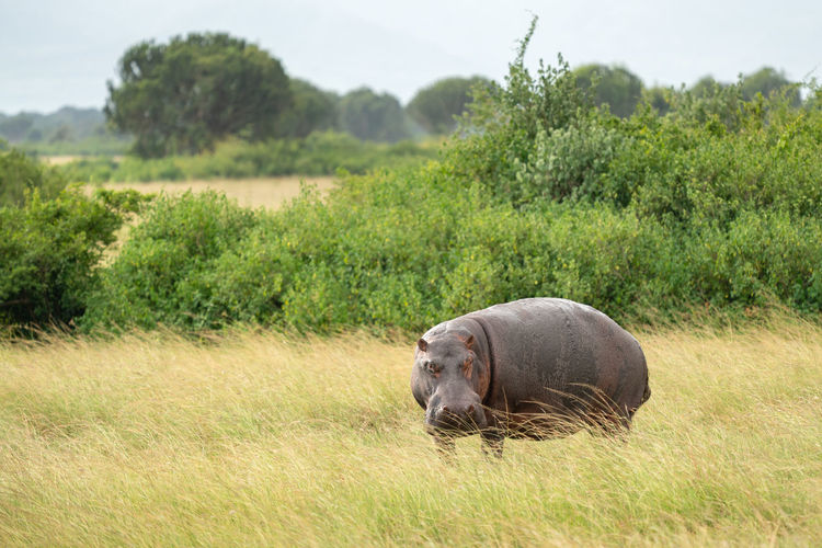 Hippo, hippopotamus amphibius, national parks of uganda