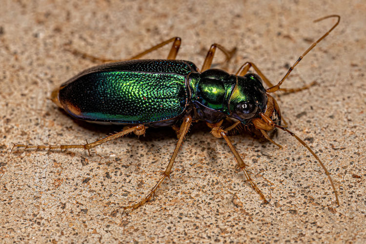 Close-up of insect