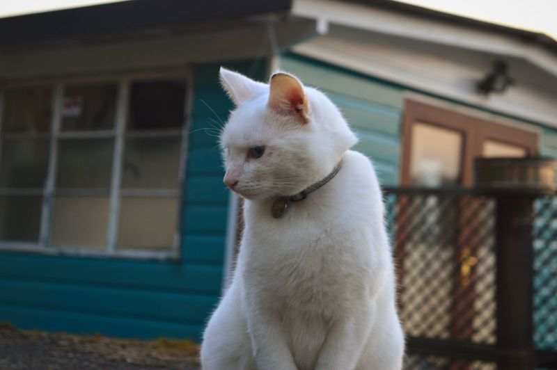Close-up of white cat sitting outdoors