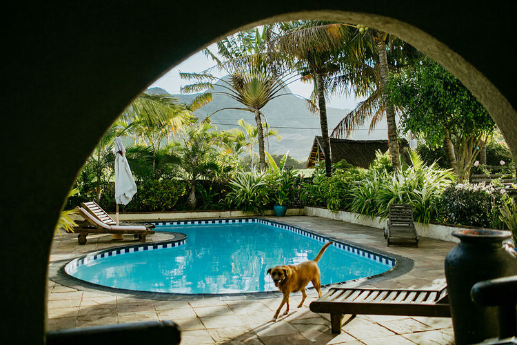 View of dog by swimming pool
