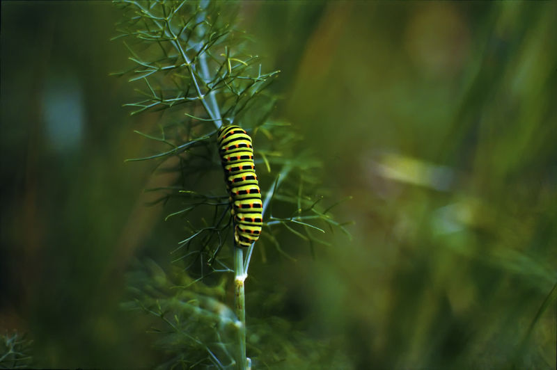 Close-up of insect