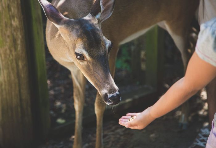 Cropped image of girl feeding deer