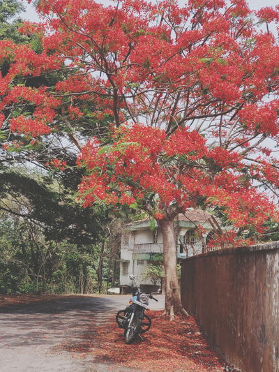 Red flowering tree by building during autumn