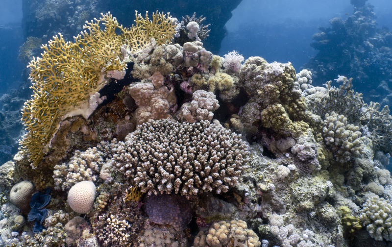 Coral reefs in the red sea, egypt