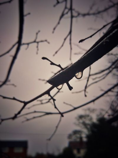Low angle view of insect on branch against sky