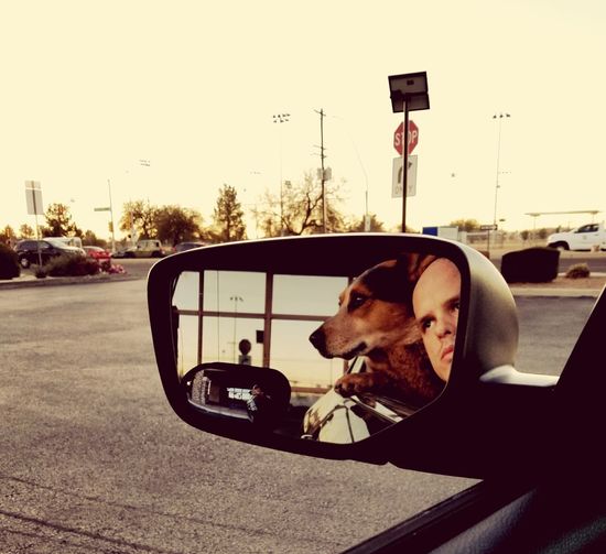 Dog sitting on car against sky
