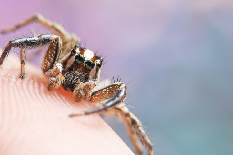 Close-up of jumping spider on finger