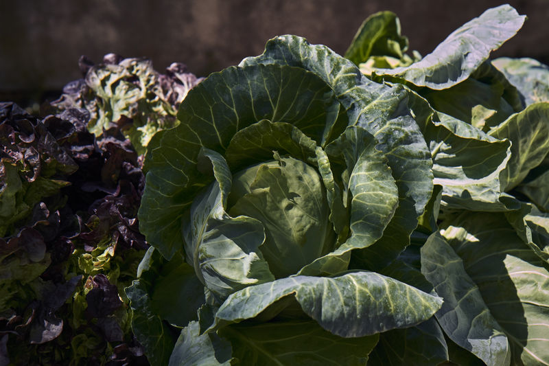 Green cabbages and fresh lettuce in a market stall