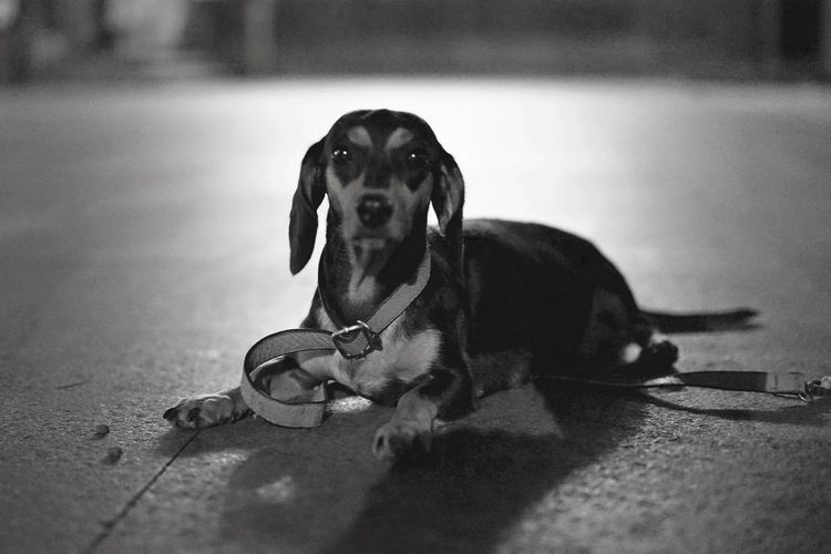 Portrait of dachshund relaxing on floor