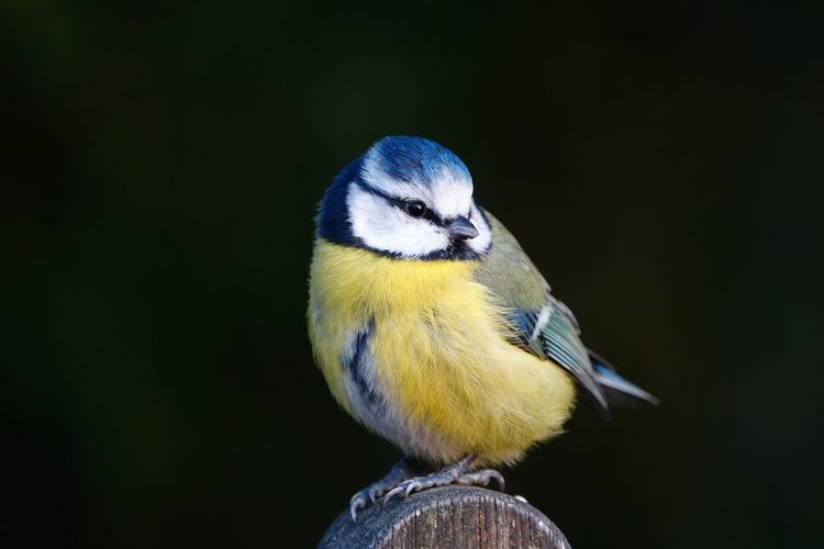 Close-up of bird perching on wood against black background