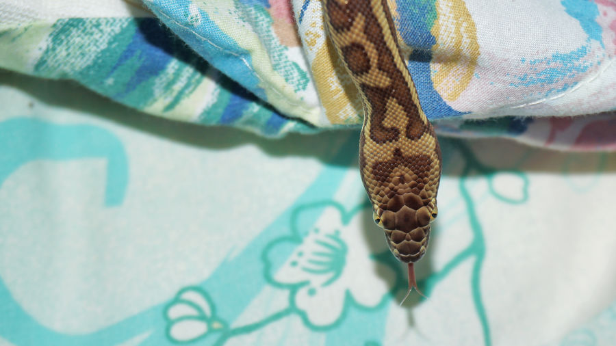 High angle view of python on bed