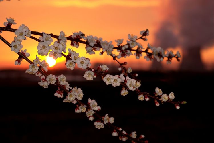 Close-up of cherry blossom against sky during sunset