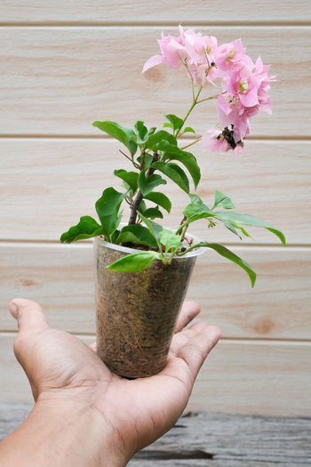 Cropped hand of person holding potted plant