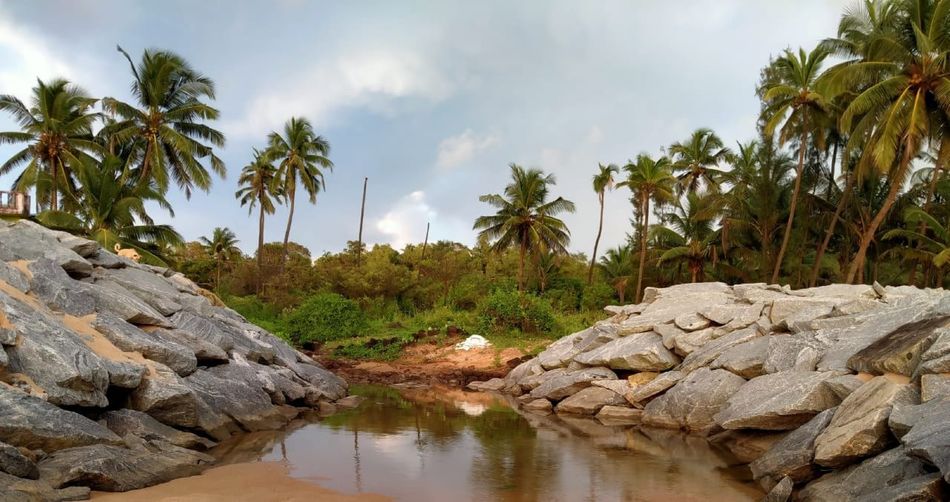 Panoramic view of palm trees and rocks against sky
