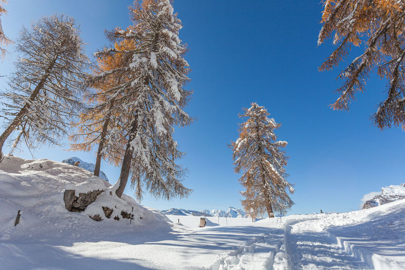 Larch trees with autumn colors after an abundant snowfall in a sunny day, dolomites, italy