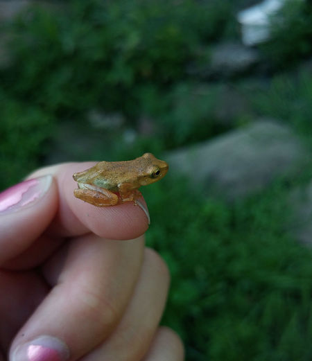 Close-up of small frog on human finger