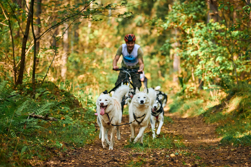 Portrait of man riding dog in forest