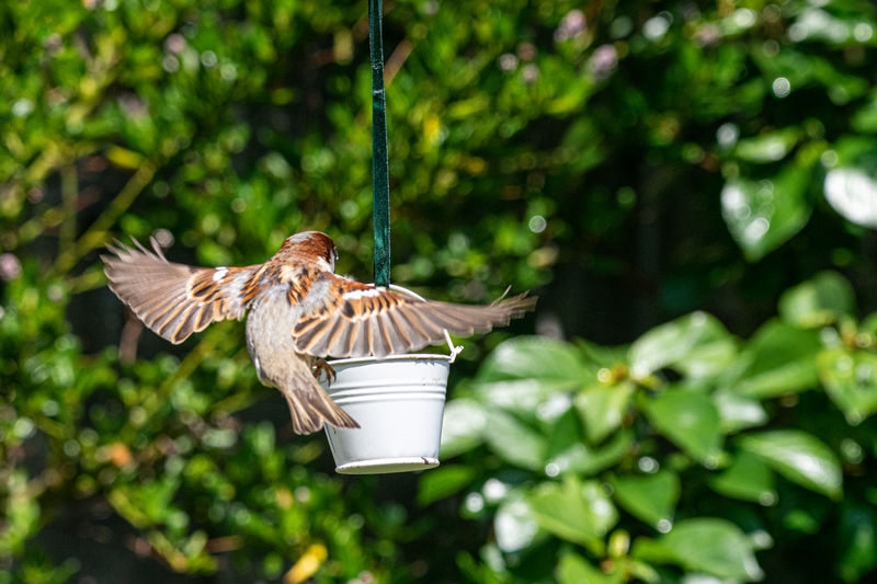House sparrow, passer domesticus, landing on garden bird feeder