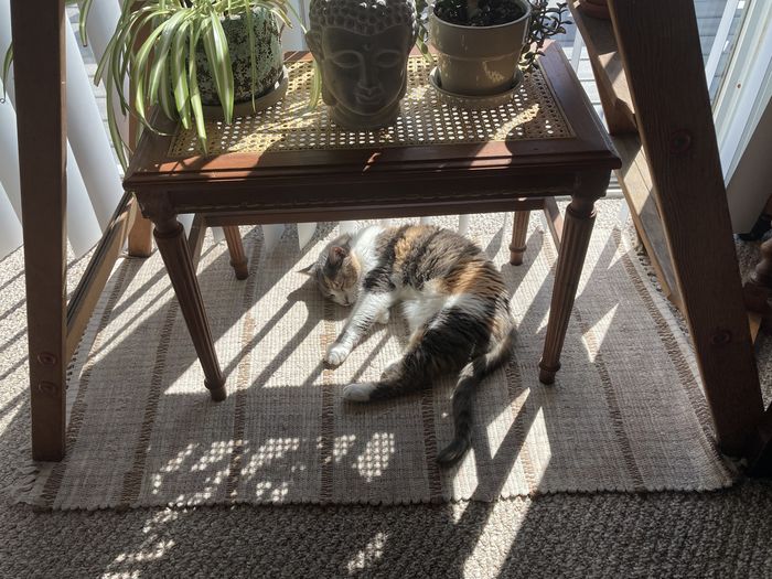 Zen kitty in the sun
