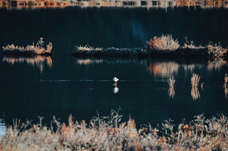 Bird swimming on lake