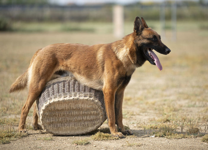 Side view of brown dog with basket on land