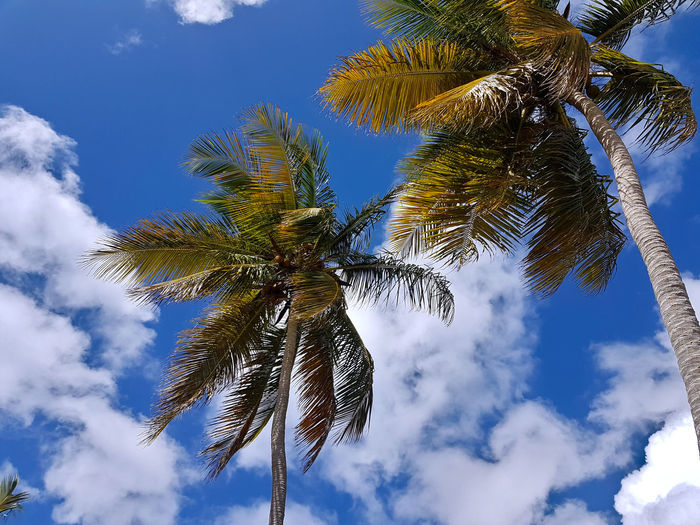 Low angle view of coconut palm tree against sky