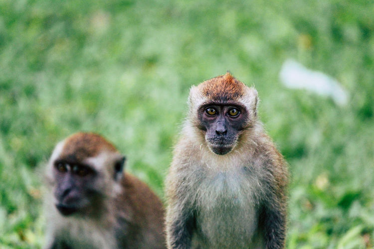 Close-up portrait of monkey on land