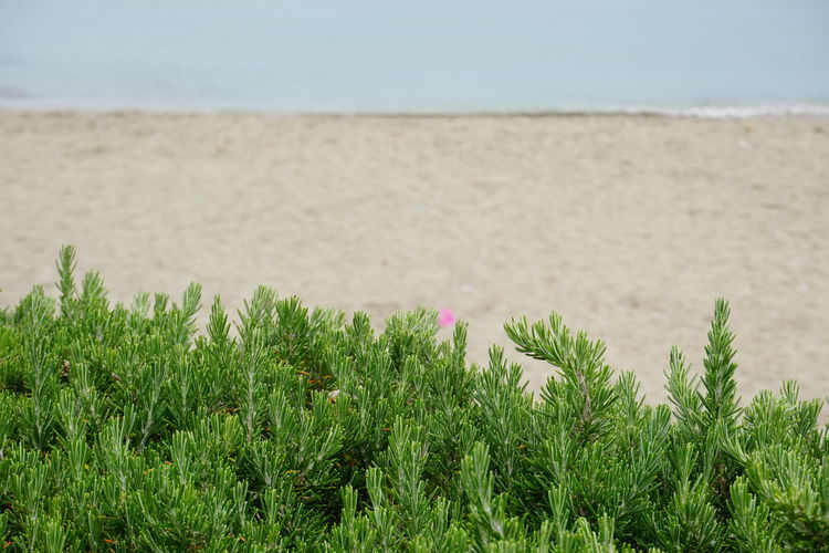 Close-up of plants growing on beach against sky