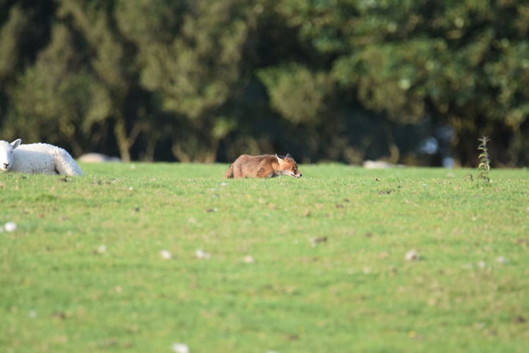 Fox pup in a field