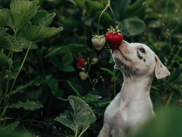 Close-up of a fruit on plant with puppy