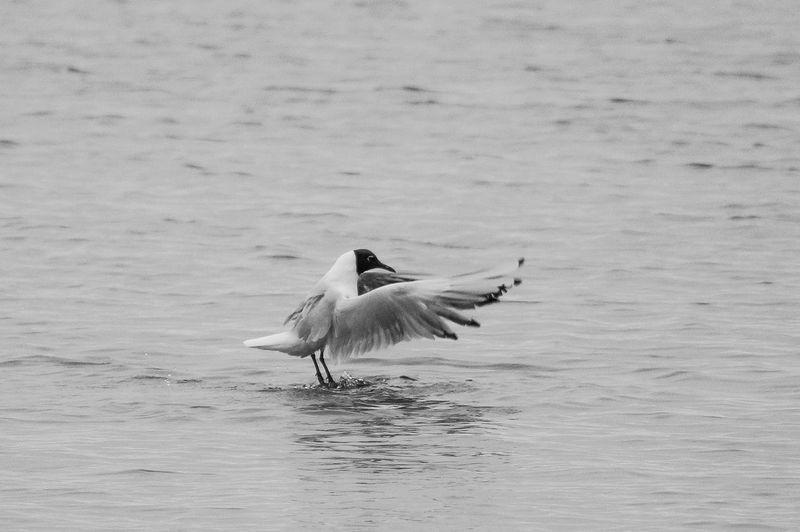 Black-headed gull landing in river