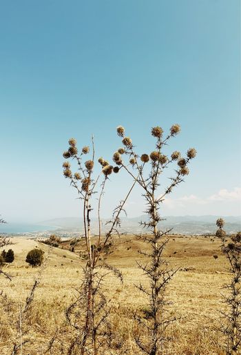 Plants growing on land against clear sky