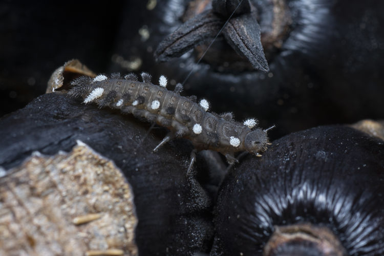 Fungus beetle larvae