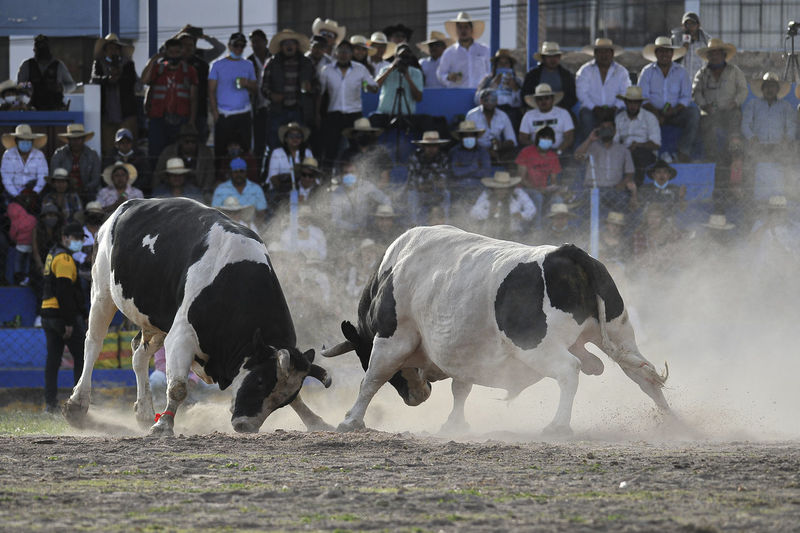 Traditional bullfights that take place in the city of arequipa, in southern peru