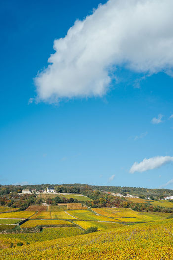 Scenic view of agricultural field against sky. scenic view of vineyards in autumn against sky 
