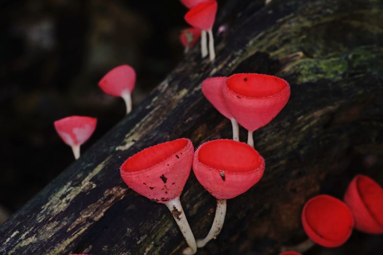 High angle view of red mushrooms growing on tree trunk