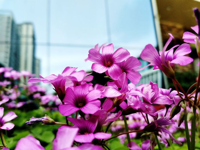Close-up of pink flowering plants