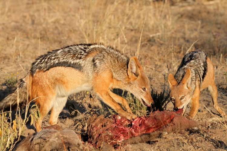 Black-backed jackals - canis mesomelas - scavenging on a carcass, south africa