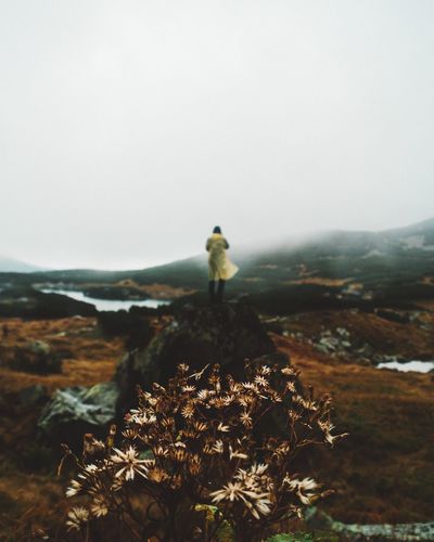 Dried plant against person standing on cliff during foggy weather