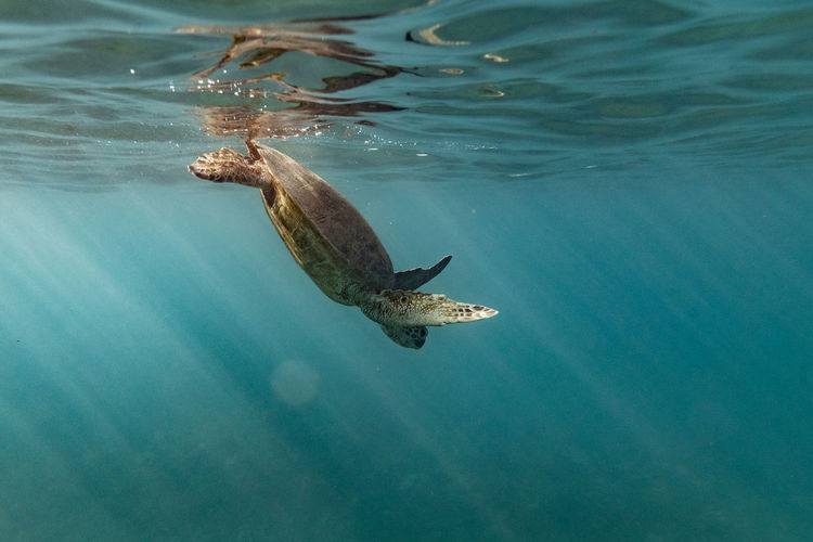 Sea turtle dives down into the ocean from the sea's surface in hawaii