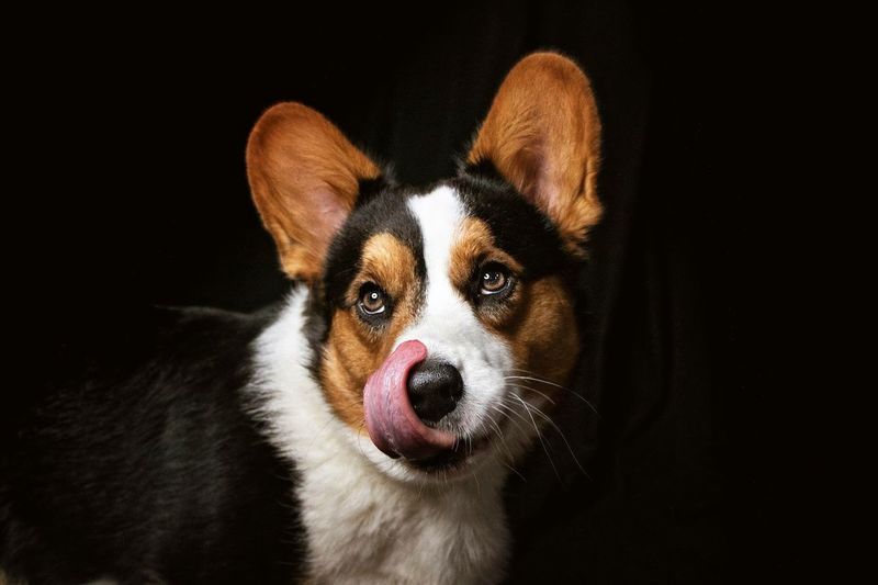 Close-up portrait of dog with sticking out tongue