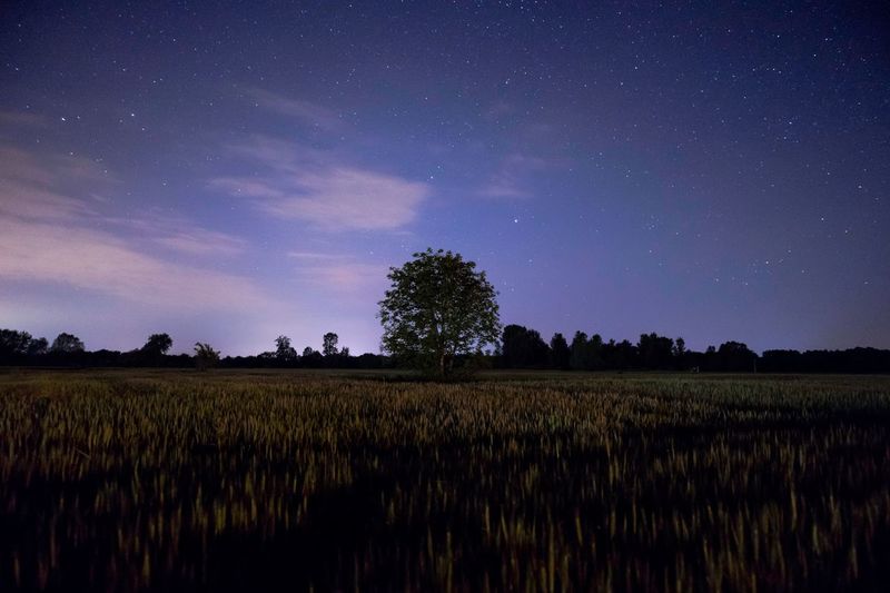 Scenic view of agricultural field against sky at night