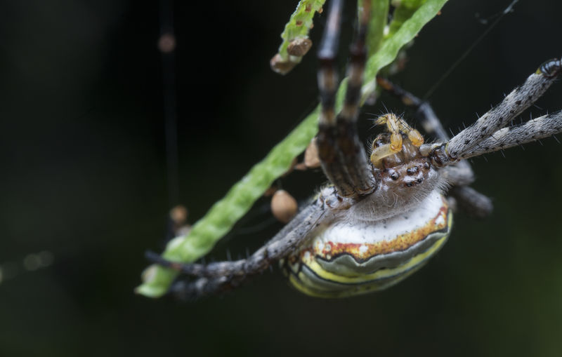Golden silk orb weaver spider