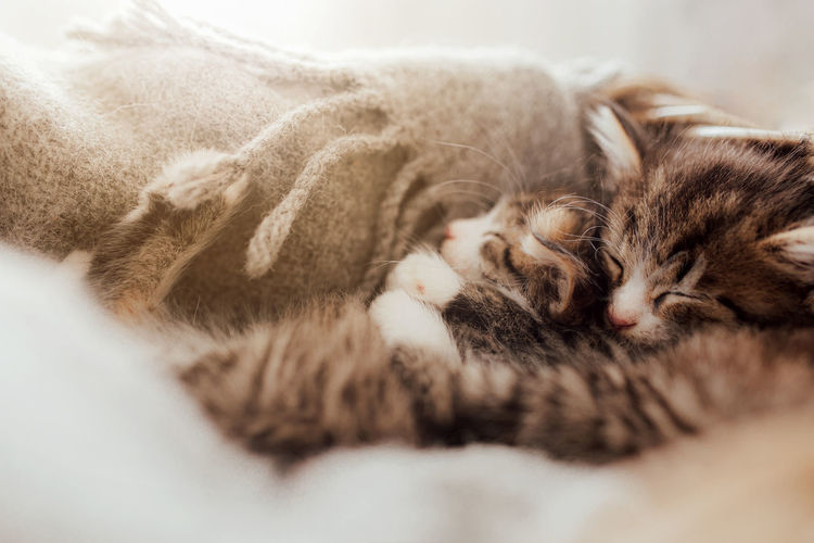 Little cute kittens sleep in an embrace covered with a blanket. light effect. sweet cats hugging