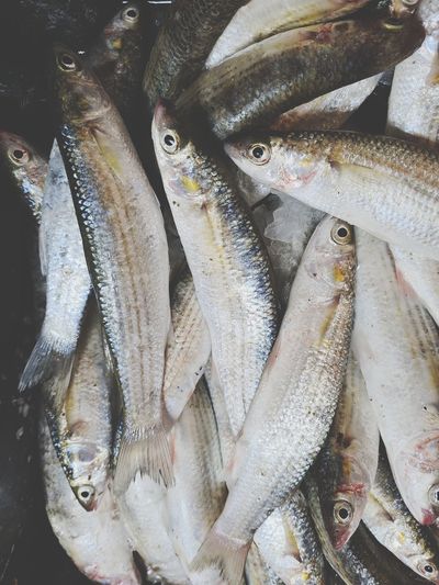 High angle view of fish for sale in market