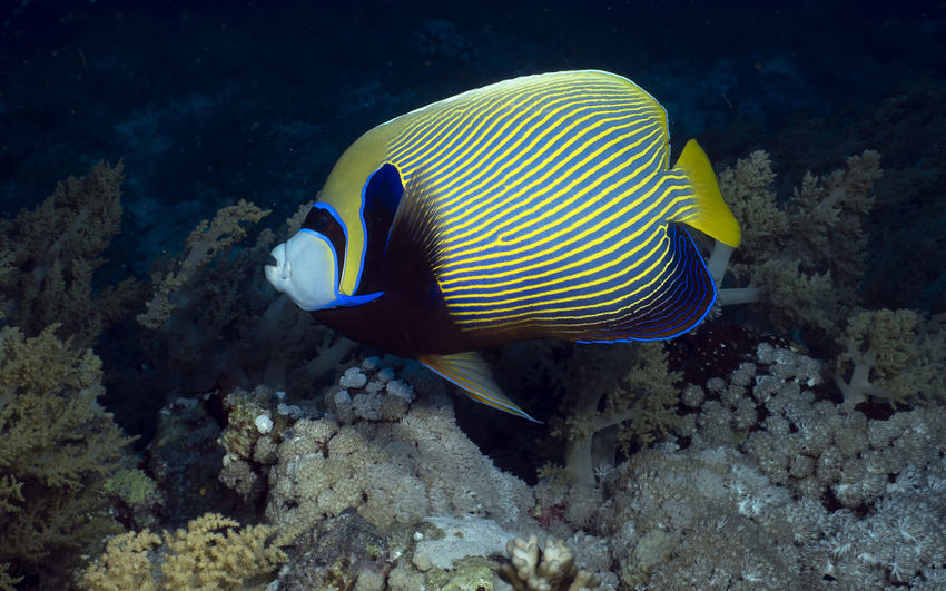 An emperor angelfish - pomacanthus imperator - in the red sea, egypt