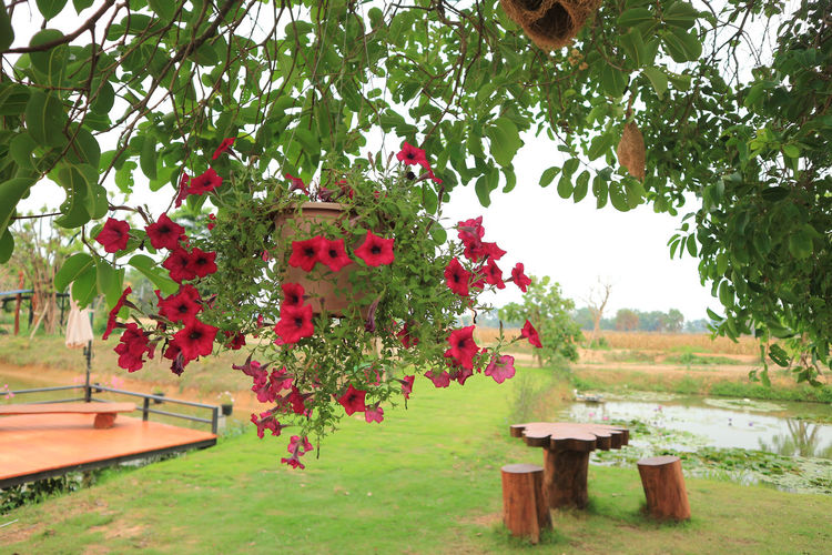 Red flowering plants hanging from tree