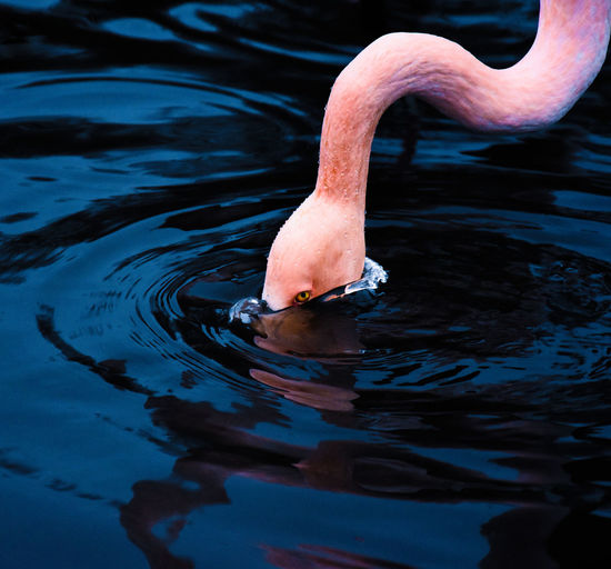 Close-up of flamingo drinking water from lake