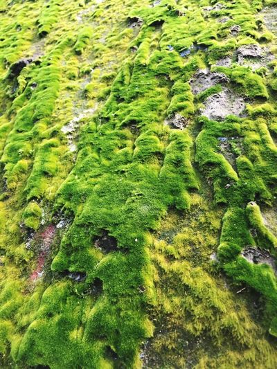 Full frame shot of green moss on water
