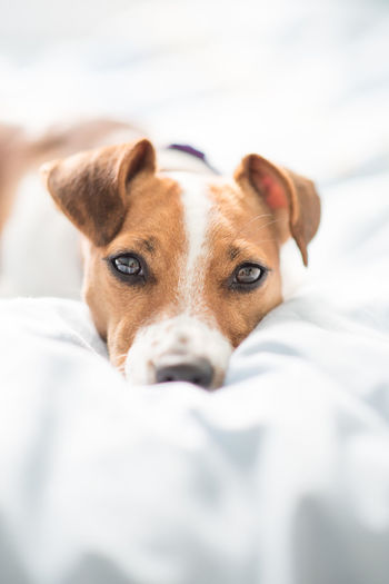 Close-up portrait of dog on bed